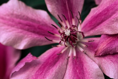 焦点摄影的粉红色花瓣的花朵在白天
